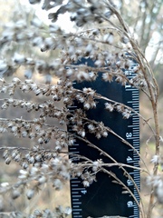 Kanadische Goldrute (Solidago canadensis)