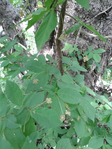 Euonymus verrucosus (Euonymus verrucosus)