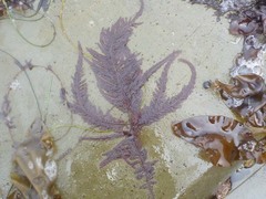 Neoptilota densa
