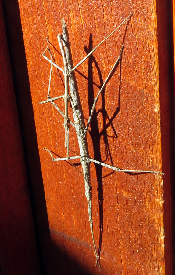 Namaqualand Stick Insect