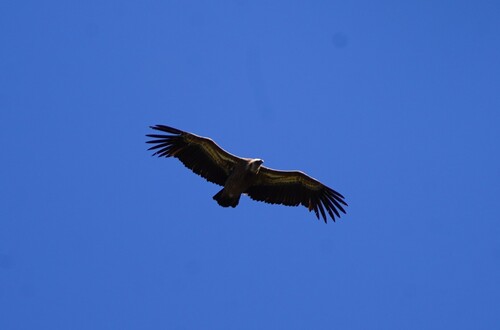 Avistamiento Buitre leonado