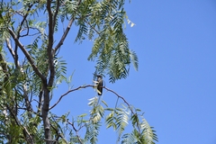 Cynanthus latirostris