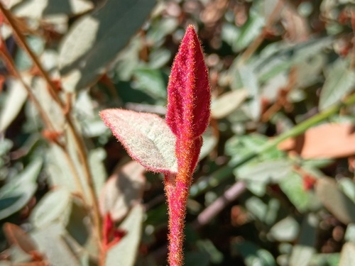 shrubby velvet-bush (Lasiopetalum macrophyllum)