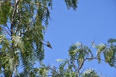 Cynanthus latirostris
