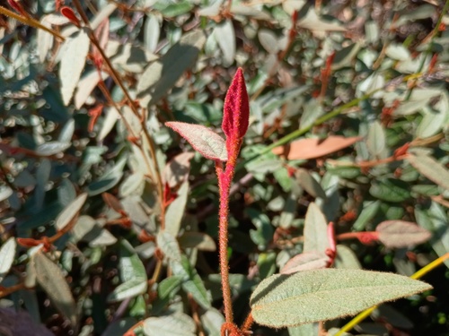 Lasiopetalum macrophyllum, photograph 5