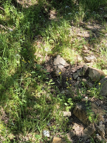 Testudo hermanni
