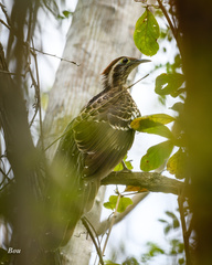 Dromococcyx phasianellus