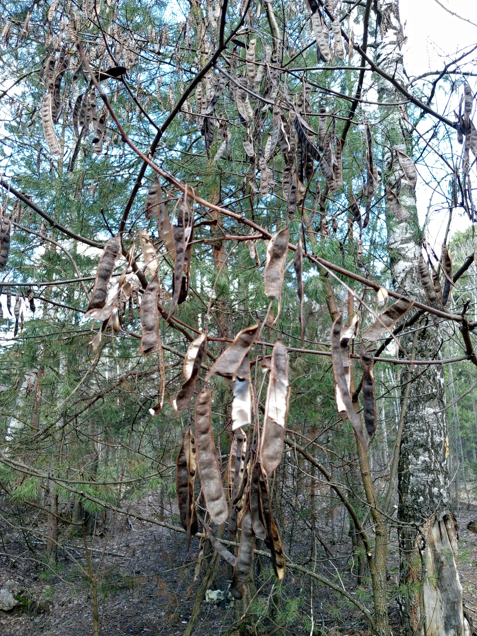 Black Locust (Robinia pseudoacacia)