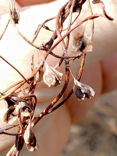 Copse-Bindweed (Fallopia dumetorum)