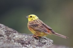 Emberiza citrinella caliginosa