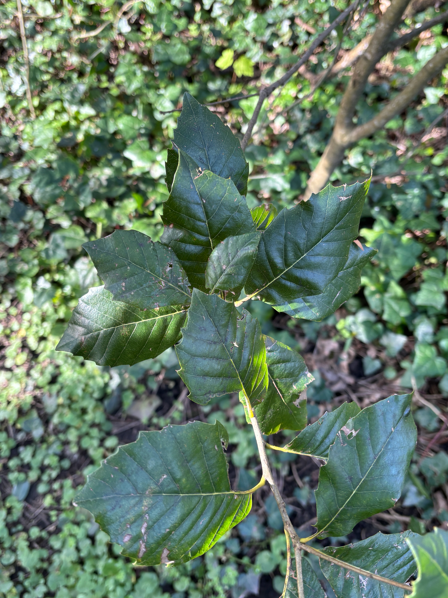 Holm Oak (Quercus ilex)