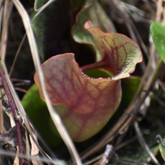 Sarracenia purpurea venosa