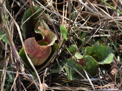 Sarracenia purpurea venosa