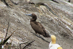 Sula leucogaster plotus