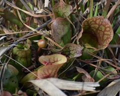 Sarracenia purpurea venosa