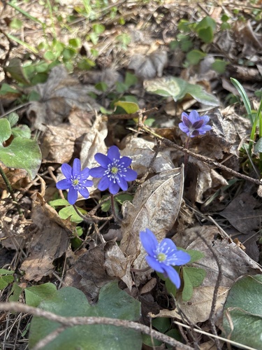 Triskiautė žibuoklė