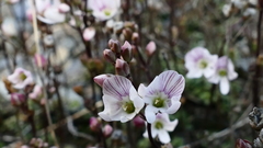 Veronica decora