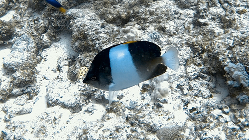 Hemitaurichthys zoster