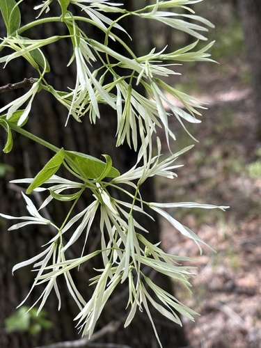 White Fringetree (Chionanthus virginicus)