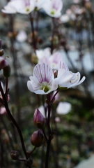 Veronica decora