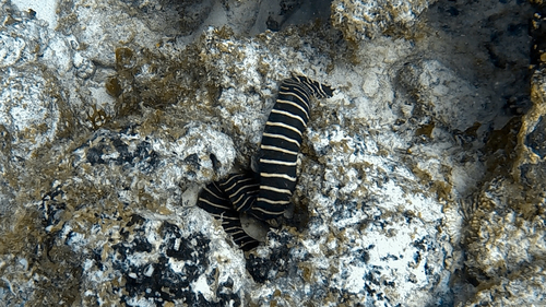 Gymnomuraena zebra