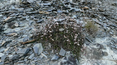 Veronica decora