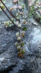 Veronica decora