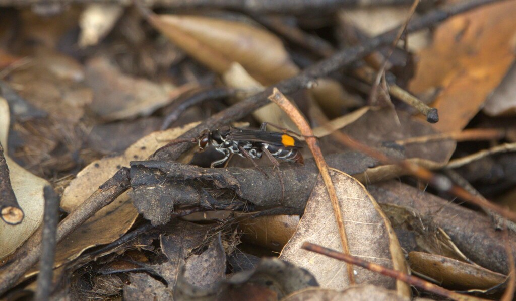 Spider Wasps from Copeland NSW 2422, Australia on April 6, 2026 at 12: ...