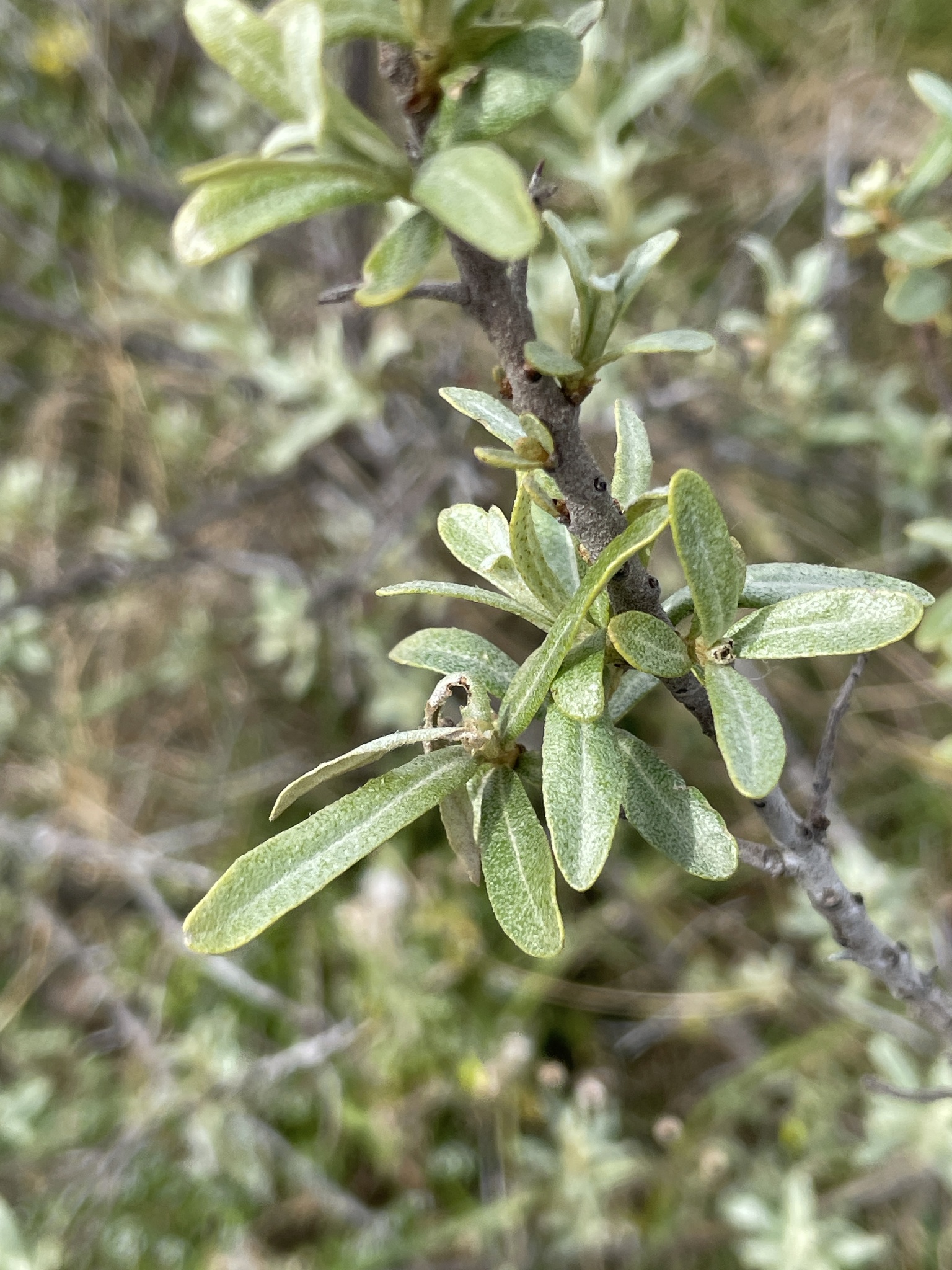Sea-Buckthorn (Hippophae rhamnoides)