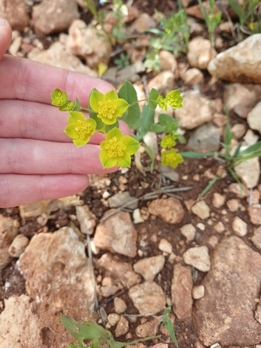 False Thorow-wax (Bupleurum subovatum)
