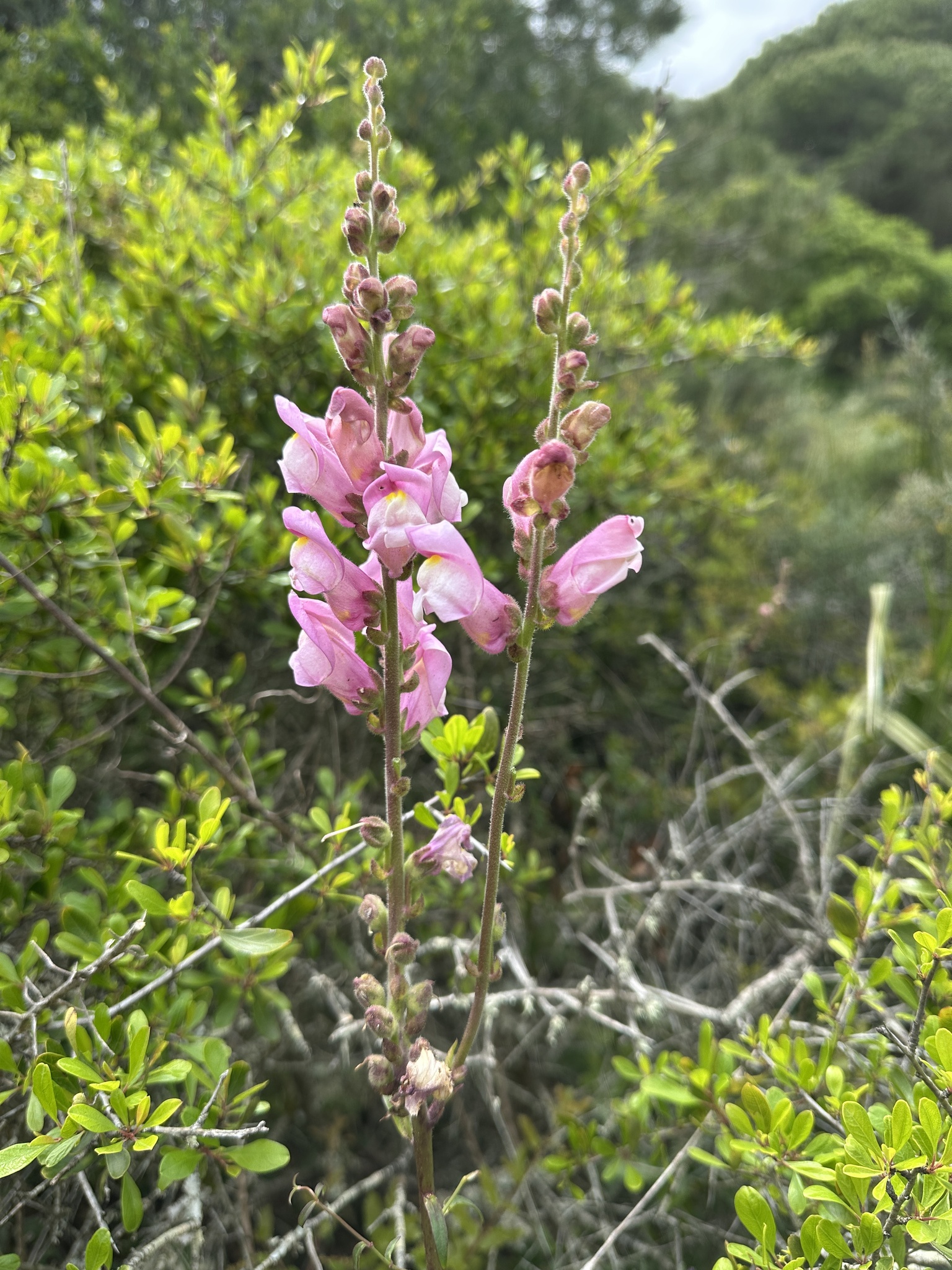 Antirrhinum cirrhigerum