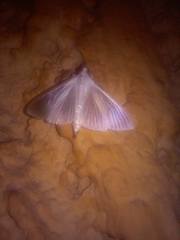 Palpita vitrealis