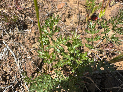 canby's lomatium (Lomatium canbyi)