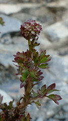 Acaena glabra