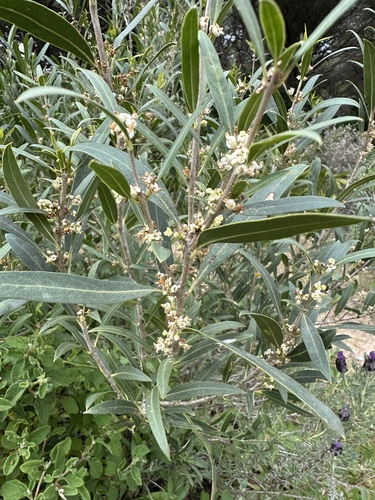 Narrow-leaved mock privet (Phillyrea angustifolia)