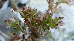 Acaena glabra