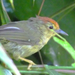 Rufous-capped Babbler - Photo (c) Charles Lam, some rights reserved (CC BY-SA)