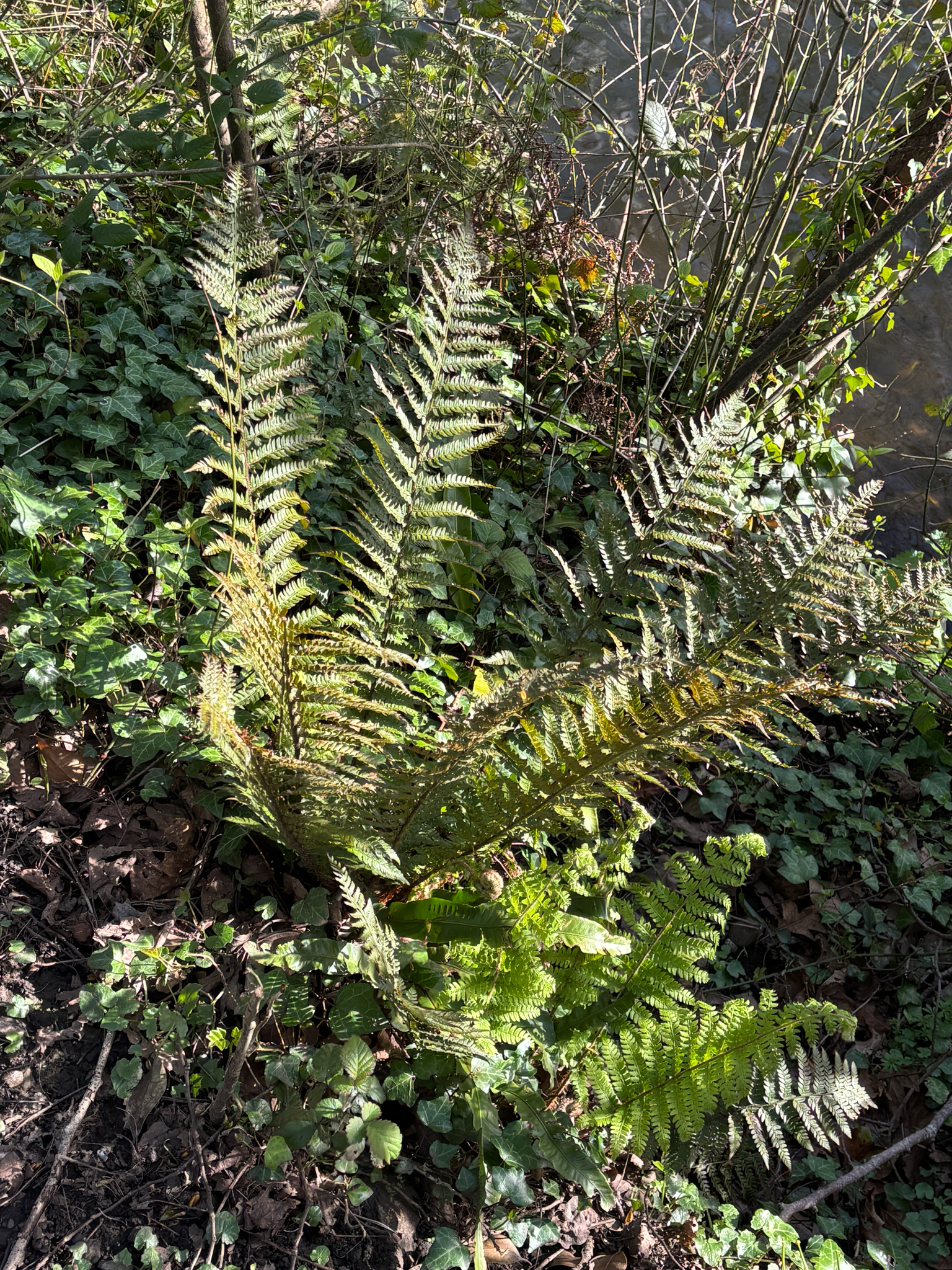 English Hedge Fern (Polystichum setiferum)