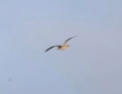 Botaurus lentiginosus