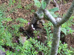 Papilio polytes javanus