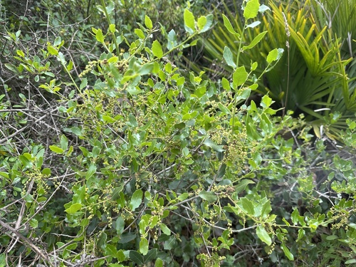Kermes oak (Quercus coccifera)