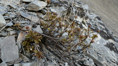 Acaena glabra