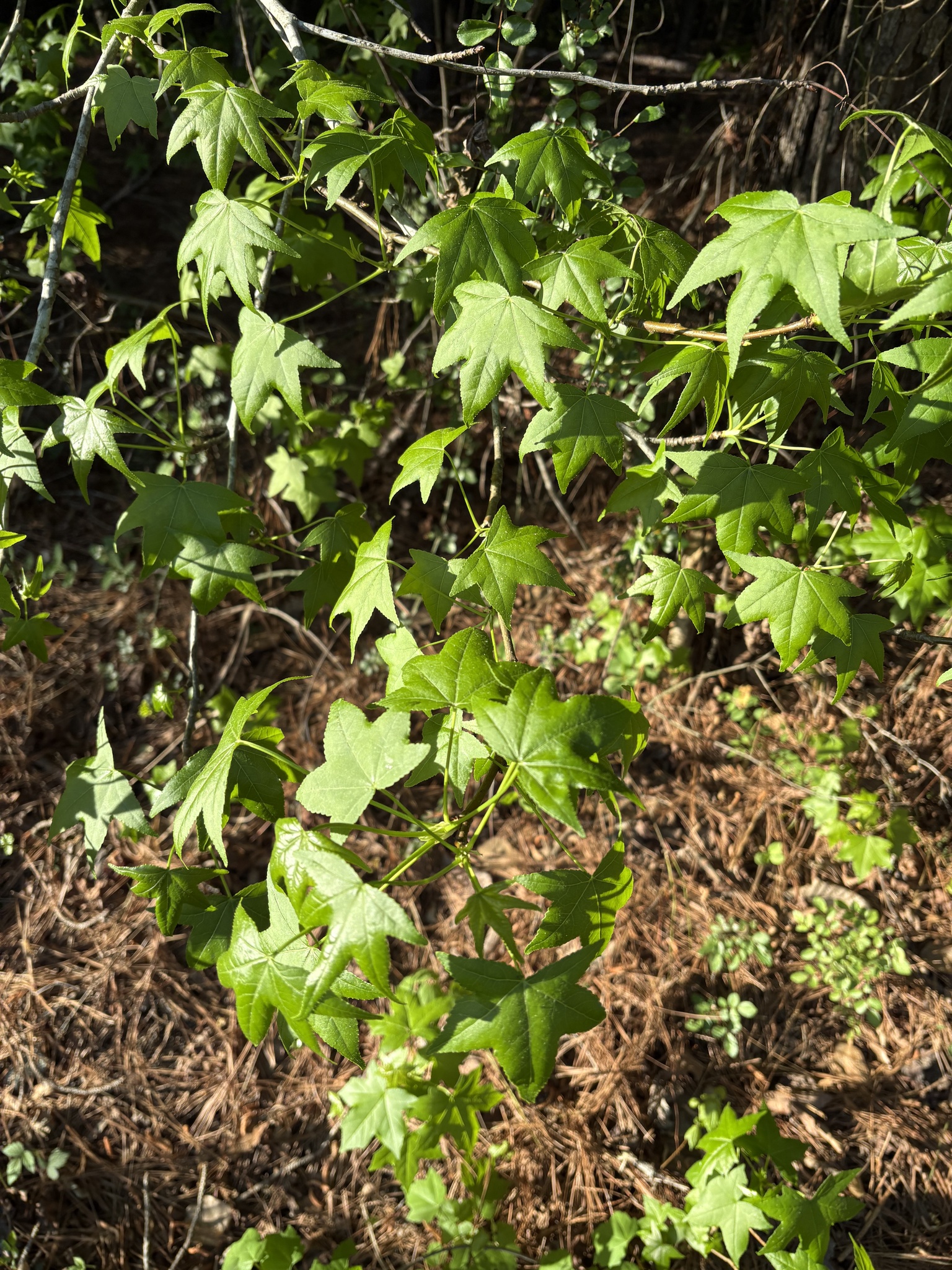 American Sweetgum (Liquidambar styraciflua)