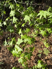 Copalme D'amérique (Liquidambar styraciflua)