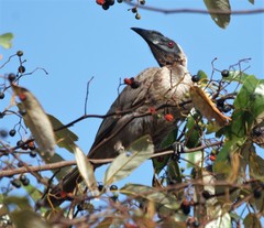 Philemon buceroides yorki