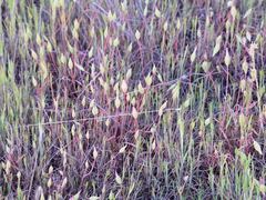 Microseris douglasii douglasii