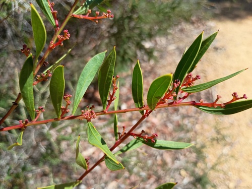 Myrtle Wattle (Acacia myrtifolia)