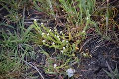 Plagiobothrys stipitatus micranthus