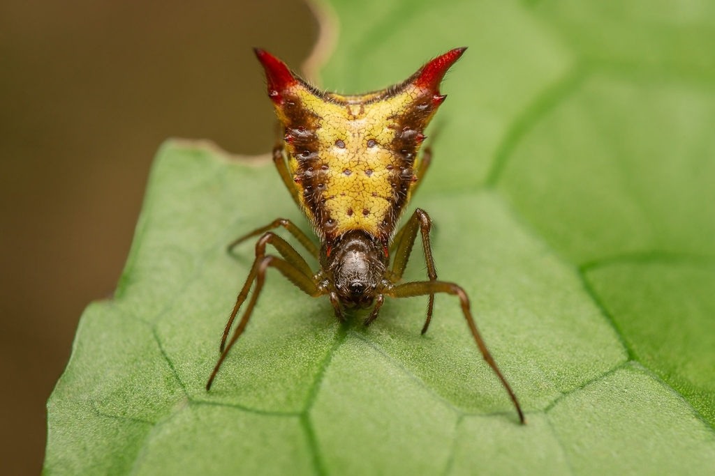 Micrathena plana