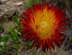 Drosanthemum bicolor